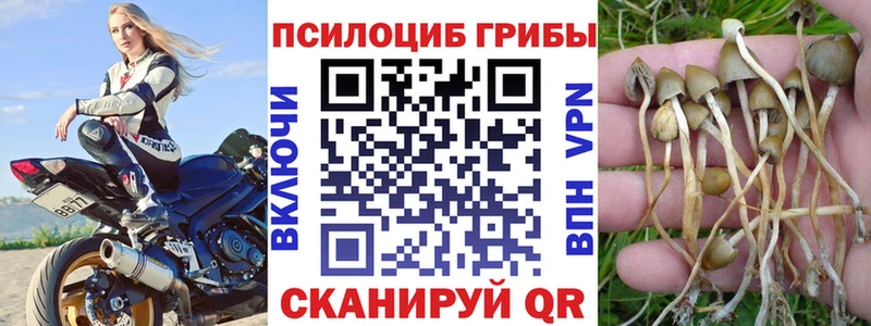 где найти блэк спрут онион Псилоцибиновые грибы Psilocybine cubensis Кашин